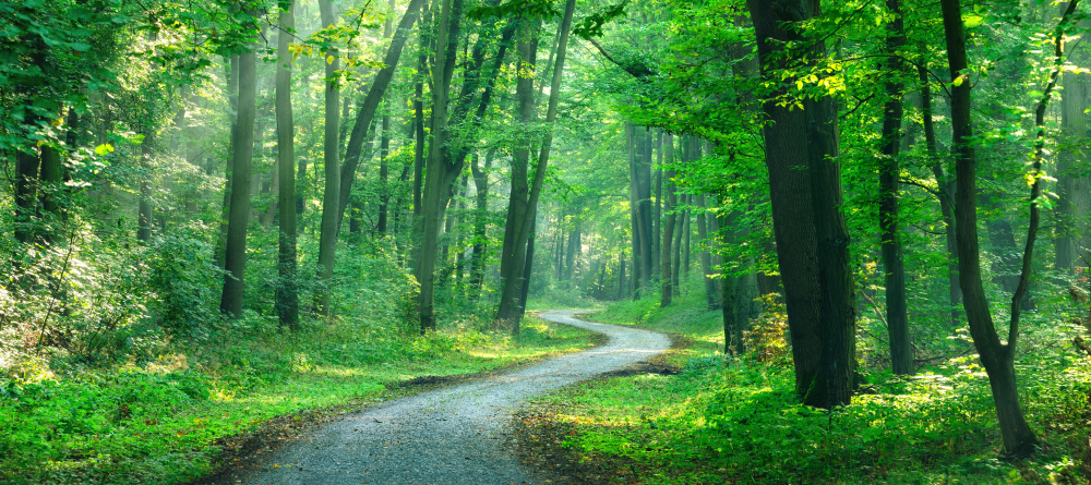 A path winding through countryside